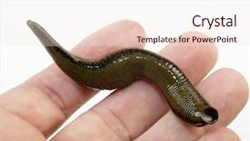  Presentation with cell - Presentation theme with cell organs - medicinal leech-hirudo medicinalis background and a sky blue colored foreground