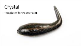  Presentation with cell - Presentation theme enhanced with group of women making exercise holding big balls over heads and standing astride theyre smiling low angle view background and a gray colored foreground