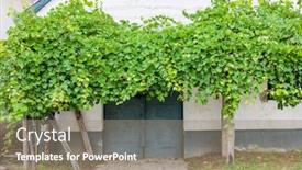  Presentation with kalocsa - Audience pleasing PPT theme consisting of cellar-lane-in-hajos-kalocsa backdrop and a gray colored foreground