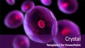  Presentation with cell biology - Amazing slide set having cells backdrop and a violet colored foreground