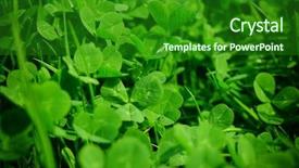  Presentation with green leaf water drops - PPT theme with celtic design - green clovers leaf background and a forest green colored foreground