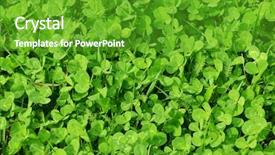  Presentation with four leaf clover - Slide deck consisting of celtic design - leaf clover background background and a shamrock green colored foreground