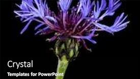 Presentation with bachelor - Beautiful PPT theme featuring centaurea montana or bachelor's button flower isolated on black backdrop and a black colored foreground