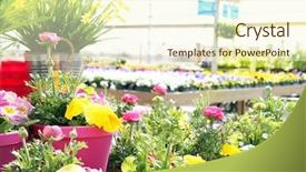  Presentation with pansy - Presentation theme featuring center filled with buttercups daffodil background and a cream colored foreground