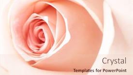  Presentation with bud - Presentation featuring center of pink rose bud macro shallow dof background and a lemonade colored foreground