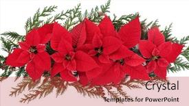 Presentation with cedar - Presentation theme with centerpiece - poinsettia flower arrangement with cedar background and a red colored foreground
