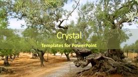  Presentation with olive trees - Cool new presentation theme with centinnial - centennial olive trees from mediterranean backdrop and a tawny brown colored foreground