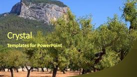  Presentation with olive trees - Slide set consisting of centinnial - olive trees from majorca soil background and a tawny brown colored foreground