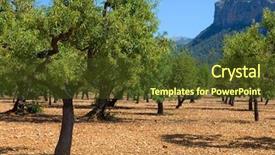  Presentation with olive trees - Presentation design consisting of close-up of female leg wearing brown footwear standing near the yoghurt spilled on floor background and a light gray colored foreground