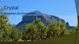  Presentation with olive trees - Amazing slide deck having one bottlenose dolphin in blue pool water backdrop and a teal colored foreground