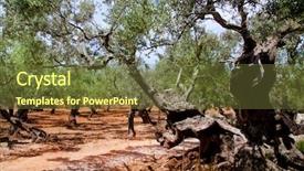  Presentation with olive trees - PPT layouts with centinnial - olive trees from majorca background and a tawny brown colored foreground