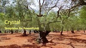  Presentation with olive trees - Audience pleasing slides consisting of centinnial - olive trees from majorca backdrop and a tawny brown colored foreground
