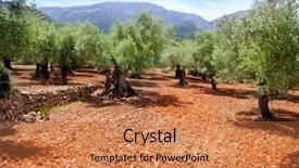  Presentation with olive trees - Beautiful theme featuring centinnial - olive trees from majorca backdrop and a coral colored foreground
