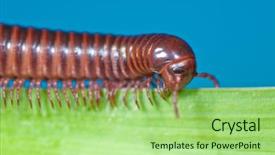  Presentation with blade - Cool new presentation with  backdrop and a  colored foreground