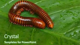  Presentation with green leaf - Colorful slide set enhanced with millipede on a bright green backdrop and a tawny brown colored foreground