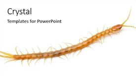  Presentation with background - Presentation design with centipede in front of white background and a white colored foreground