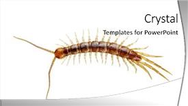  Presentation with white - Cool new slides with arthropoda - centipede isolated on the white backdrop and a white colored foreground