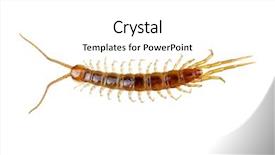  Presentation with frames isolated on white brown - Colorful slide set enhanced with arthropoda - centipede isolated on the white backdrop and a white colored foreground