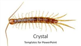  Presentation with blank whiteboard isolated on white - Colorful PPT theme enhanced with arthropoda - centipede isolated on the white backdrop and a white colored foreground