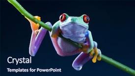  Presentation with frog - Audience pleasing slide set consisting of central america - red-eyed tree frog backdrop and a navy blue colored foreground