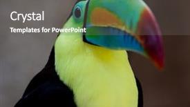  Presentation with closeup details of thai rice - Slide deck having central america - toucan closeup background and a gray colored foreground