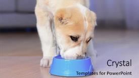  Presentation with asian dumplings in broth bowl - Cool new presentation theme with central asian shepherd puppy eating backdrop and a light blue colored foreground