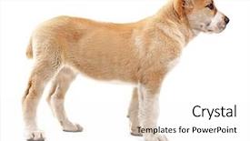  Presentation with central asia - Slides enhanced with central asian shepherd puppy isolated background and a white colored foreground