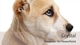  Presentation with puppy - Cool new PPT theme with central asian shepherd puppy isolated backdrop and a coral colored foreground