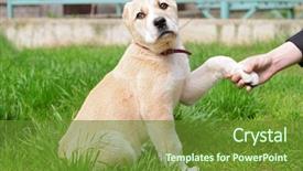  Presentation with central asia - Amazing presentation theme having central asian shepherd puppy outside backdrop and a tawny brown colored foreground