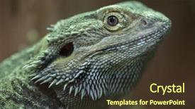  Presentation with dragon - Slide set featuring central bearded dragon pogona vitticeps also known as the inland bearded dragon background and a tawny brown colored foreground