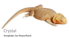  Presentation with dragon - Theme with central bearded dragon pogona vitticeps in front of white background background and a white colored foreground