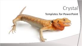  Presentation with dragon - Colorful PPT layouts enhanced with central bearded dragon pogona vitticeps in front of white background backdrop and a white colored foreground