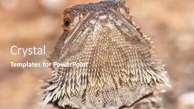  Presentation with dragon - PPT layouts featuring central bearded dragon background and a coral colored foreground