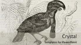  Presentation with old - Theme featuring central maerica - amazonian umbrellabird old illustration cephalopterus background and a  colored foreground