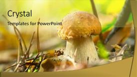  Presentation with organic farming corn seedling growing - Slide set enhanced with cep mushroom growing in autumn background and a yellow colored foreground
