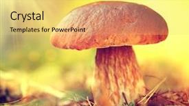 Presentation with sun growing - Cool new presentation theme with cep mushroom growing in autumn backdrop and a yellow colored foreground