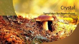  Presentation with sun growing - Amazing presentation theme having cep mushroom growing in autumn backdrop and a yellow colored foreground