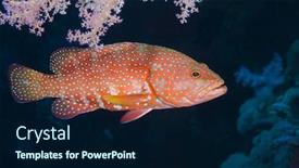  Presentation with grouper - PPT layouts featuring cephalopholis-miniata-coral-grouper background and a navy blue colored foreground