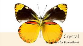  Presentation with indonesia - Theme having cepora laeta butterfly or timor gull in english coming from wetar island on timor indonesia background and a yellow colored foreground