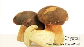  Presentation with blank whiteboard isolated on white - Audience pleasing PPT layouts consisting of ceps-isolated-on-white backdrop and a blonde colored foreground