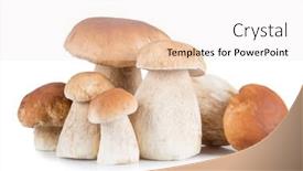  Presentation with crop - Colorful PPT theme enhanced with ceps on white background autumn harvest crop backdrop and a sky blue colored foreground