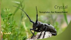  Presentation with great gatsby - Colorful presentation design enhanced with cerambyx-cerdo-commonly-known backdrop and a yellow colored foreground