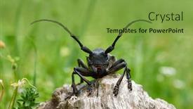  Presentation with alexander the great - PPT theme having cerambyx-cerdo-commonly-known background and a seafoam green colored foreground