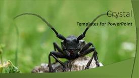  Presentation with alexander the great - PPT theme with cerambyx-cerdo-commonly-known background and a seafoam green colored foreground