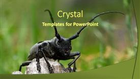  Presentation with statue of aristotle a great - Presentation design with cerambyx-cerdo-commonly-known background and a tawny brown colored foreground