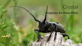  Presentation with alexander the great - Theme with cerambyx-cerdo-commonly-known background and a seafoam green colored foreground