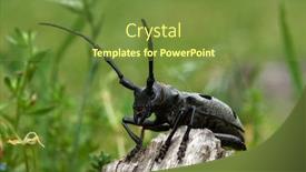  Presentation with alexander the great - PPT theme featuring cerambyx-cerdo-commonly-known background and a tawny brown colored foreground