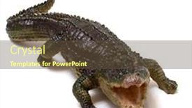  Presentation with ceramics - Colorful PPT layouts enhanced with ceramics crocodile isolated on white background backdrop and a tawny brown colored foreground