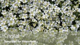  Presentation with white - Slide set with cerastium-aetneum-white-flowering background and a gray colored foreground