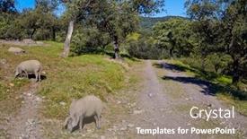  Presentation with spain - Amazing slides having cerdo iberico iberian pork in dehesa grasslands of spain backdrop and a coral colored foreground